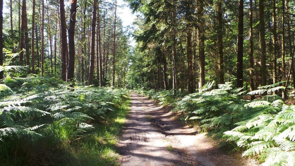 Fewo Sonnenblume Achtern Diek Zingst Eksteriør bilde